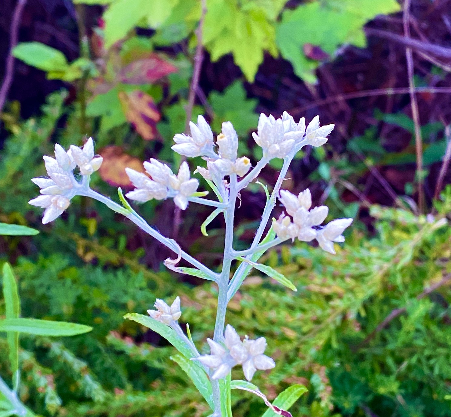 Rabbit tobacco | Historic Union County